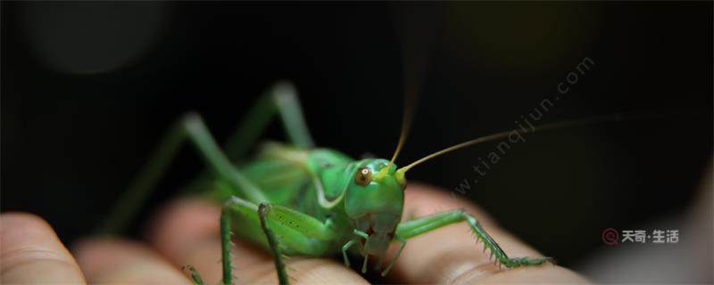 蝈蝈吃的是什么