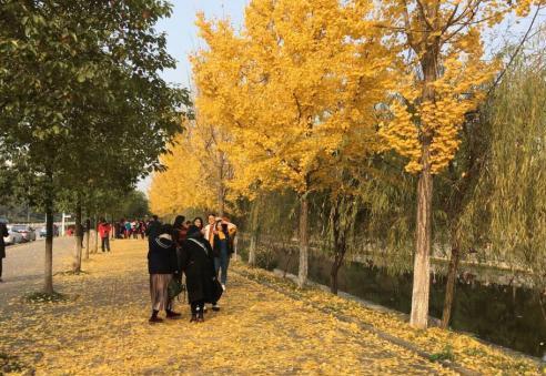 别样风景！三峡大学银杏大道 遍地金黄灿烂如画