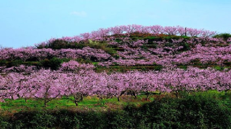 平谷桃花海在哪 平谷桃花海观景最佳时间