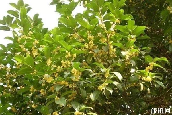 成都桂花哪里最好看