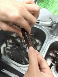 香辣啤酒小龙虾的做法步骤5