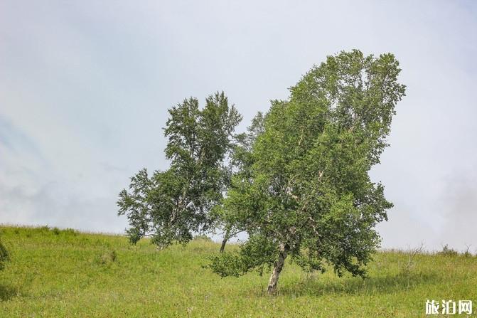 柳树沟稀树草原在哪里 柳树沟稀树草原游玩攻略 柳树沟稀树草原在哪里 柳树沟稀树草原游玩攻略