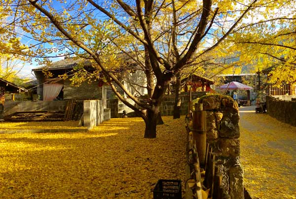 十一月适合去哪里旅游 十一月去哪旅游合适