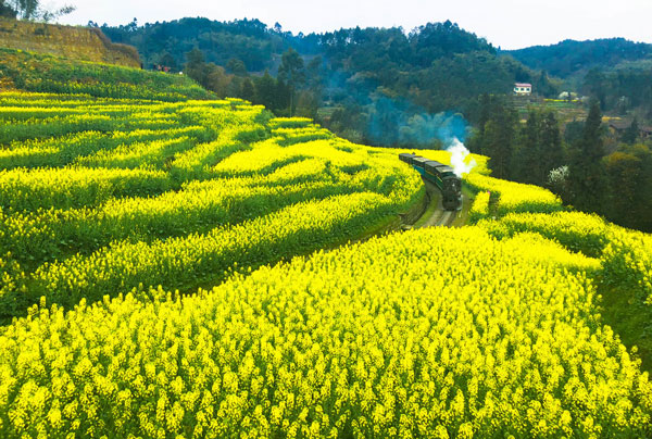 嘉阳小火车在哪里 嘉阳小火车油菜花好久开