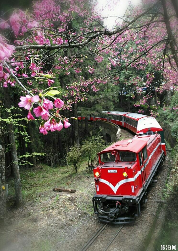 嘉义阿里山公园有什么好玩的