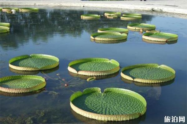 白洋淀游玩省钱玩法  