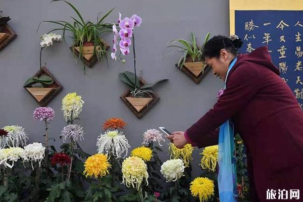 2019东四胡同菊花节时间+地点+介绍