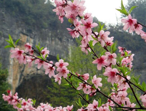 福州哪里有桃花