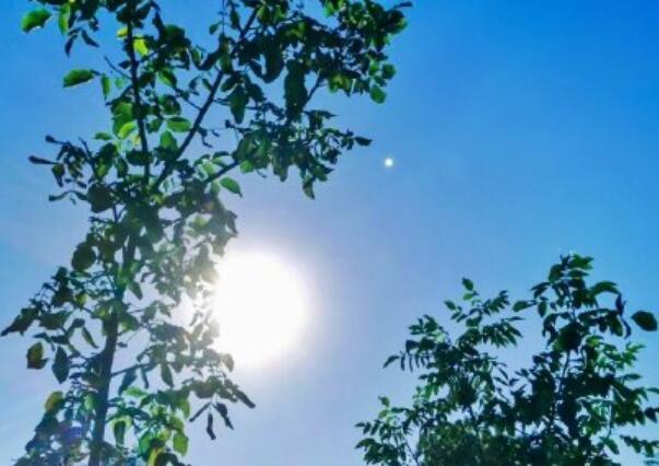 张咪确诊癌症晚期是怎么回事 张咪是谁什么身份