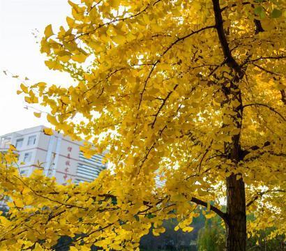 别样风景！三峡大学银杏大道 遍地金黄灿烂如画