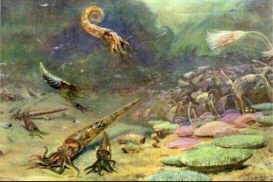 迄今为止最大的生物爆发：是海平面上升造成的