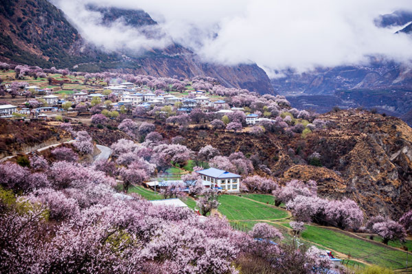林芝桃花节是什么时候 林芝桃花节是几月几日