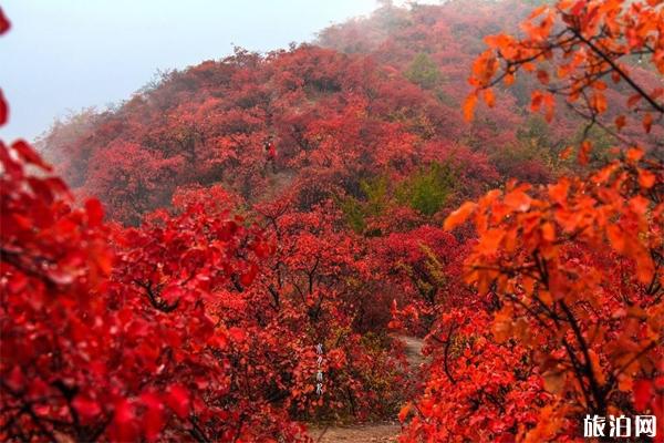 北京2019香山红叶节时间+门票+地点+观赏路线