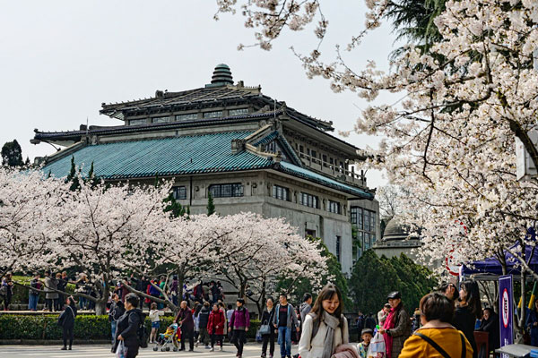 武汉大学樱花怎么预约 武汉大学樱花节时间