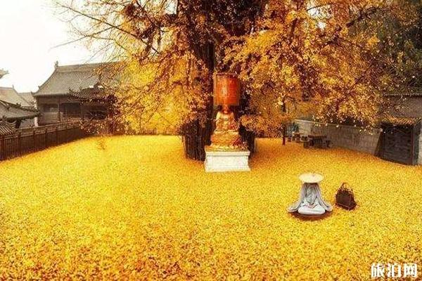 西安古观音禅寺银杏树2019预约参观指南+交通攻略