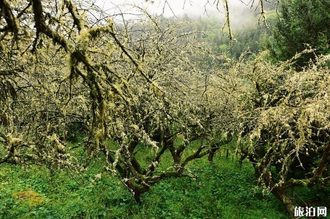 四姑娘山旅游攻略2019