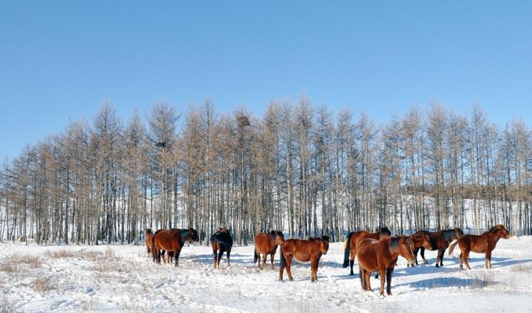 看点！白雪装点内蒙古辉腾锡勒草原 美若童话世界