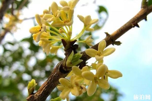 桂林哪里桂花开了