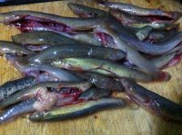 香辣泥鳅的做法步骤3