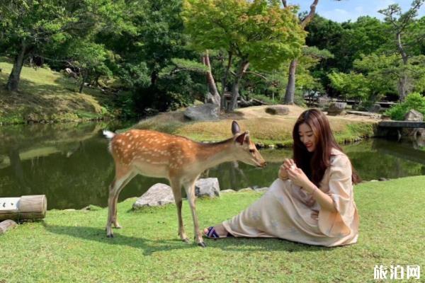 奈良喂鹿攻略和技巧