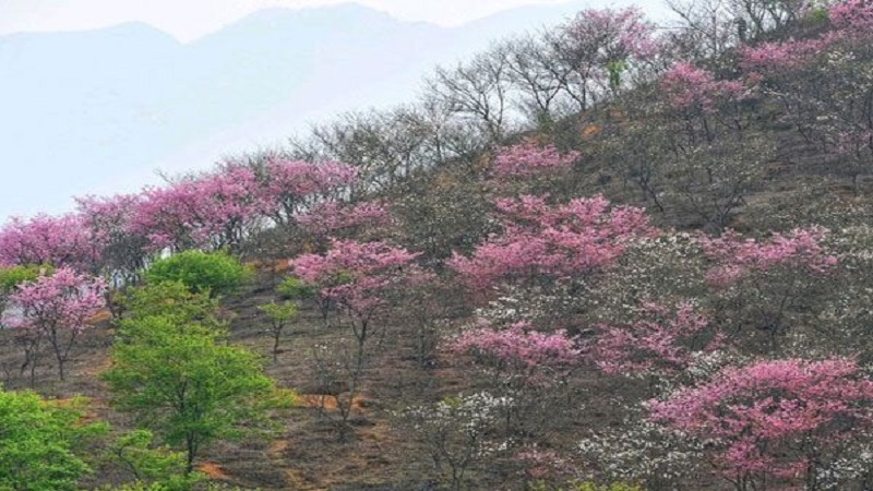 韶关新丰樱花好看吗 新丰樱花峪门票
