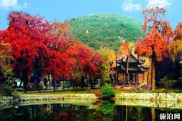 2019年长沙岳麓山枫叶什么时候红