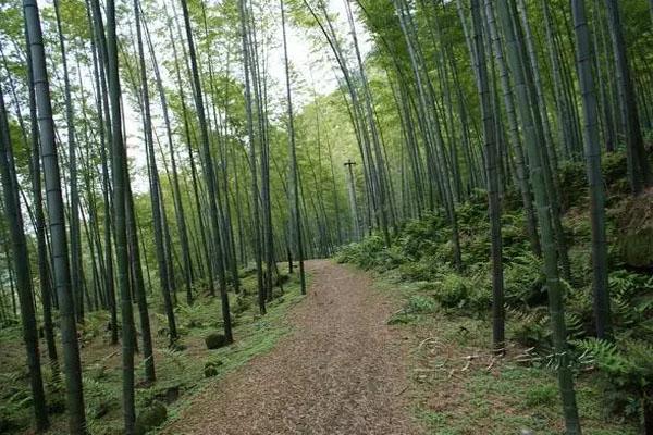 重庆大足区周边有哪些好玩景点  交通路线怎么走