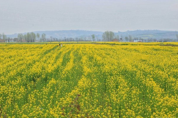 清明节看油菜花去哪儿 清明去哪看油菜花