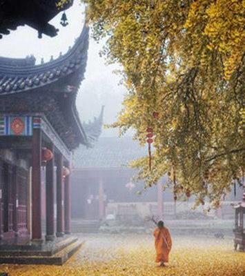 旅游胜地——浙江湖州仙顶寺 千年银杏铺金毯