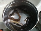 香煎泥鳅的做法步骤1