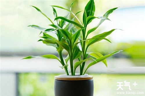 客厅适合摆放什么植物？6种客厅招财的植物