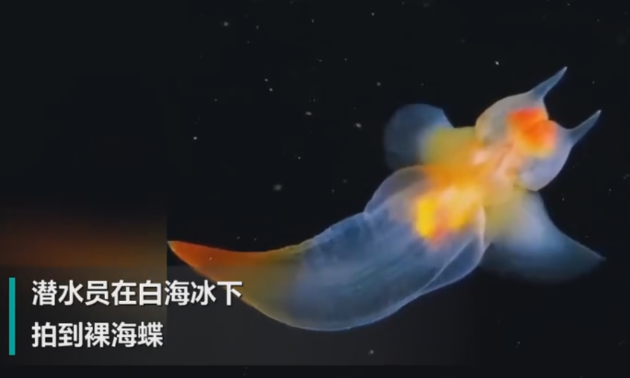潜水员拍到裸海蝶