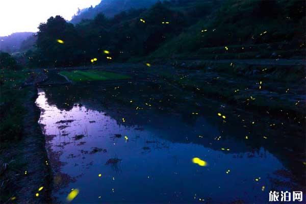 南靖塔下村赏萤火虫攻略 南靖塔下村赏萤火虫攻略