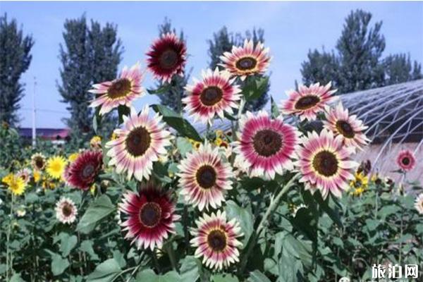 密云雾灵西峰彩葵园向日葵什么时候花开