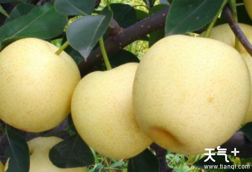 山东菏泽牡丹区知名特产  适合带走的牡丹区特产