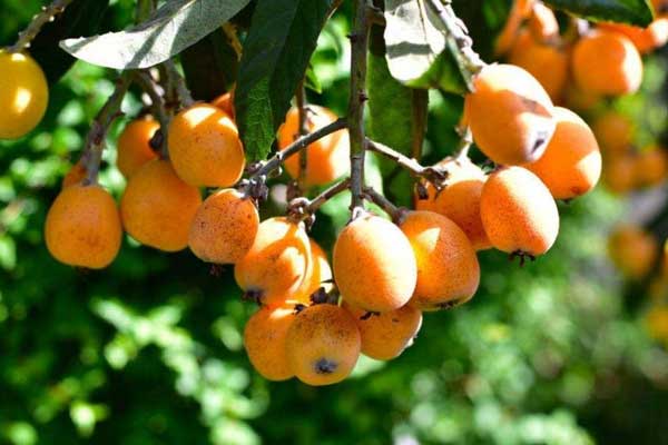 重庆摘枇杷地方推荐 重庆摘枇杷地方好去处