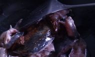 鲶鱼炖豆腐的做法步骤5