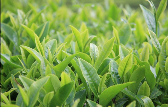 大理有哪些特色名茶 云南大理特产