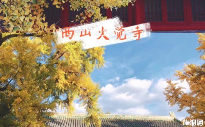 2019北京哪里银杏最好看