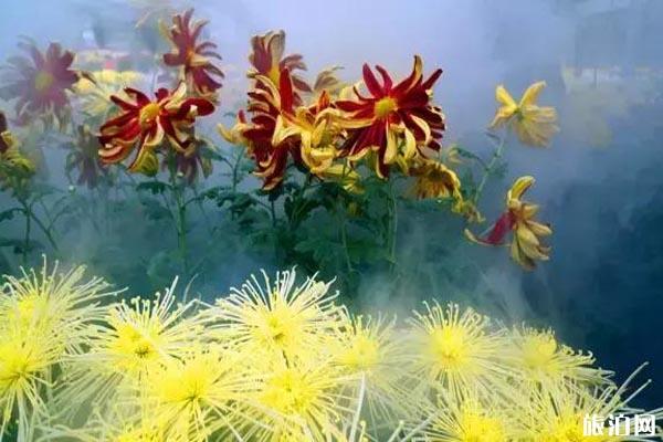 昆明哪里菊花最好看 昆明哪里菊花最好看