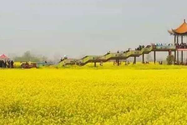 重庆哪里有油菜花看 重庆看油菜花好去处