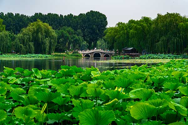 北京赏荷花的地方有哪些  北京赏荷花好去处