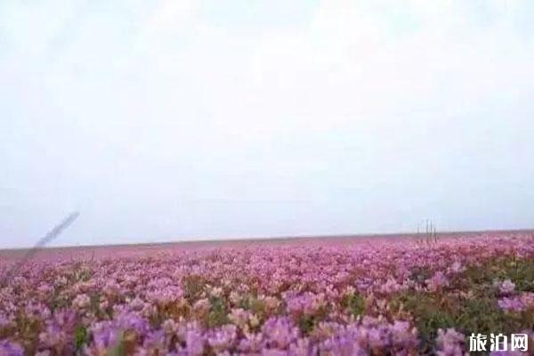 2019鄱阳湖蓼子花什么时间开花 鄱阳湖蓼子花海具体位置整理