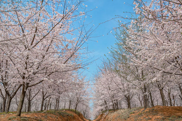 2019平坝樱花开了吗 2019平坝樱花农场花期