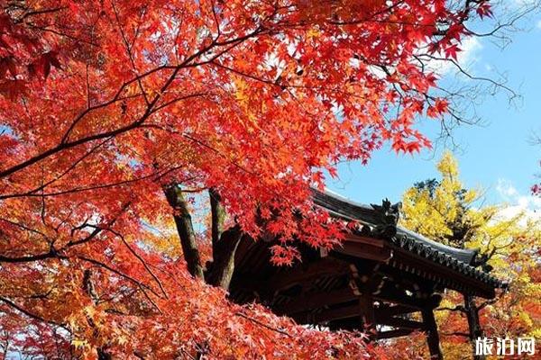 2019日本近畿地区红叶观赏时间+地点+门票+交通