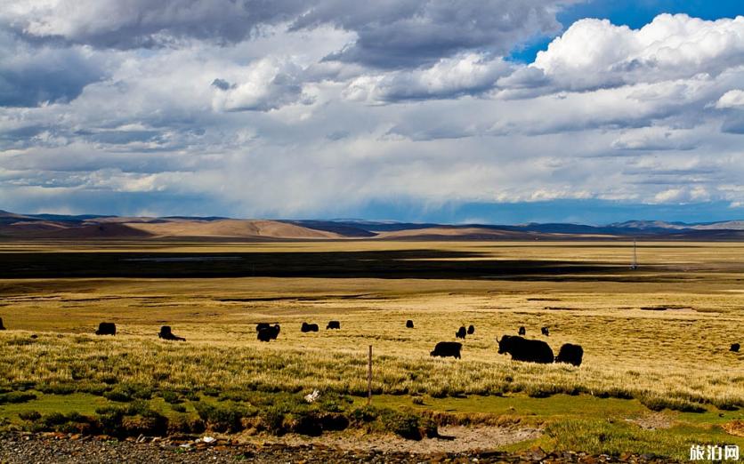 额济纳旗自由行四日游攻略