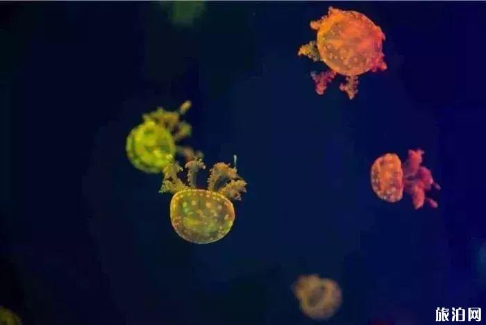 2019重庆幻太奇海洋馆八月优惠活动+游乐项目 2019重庆幻太奇海洋馆八月优惠活动+游乐项目