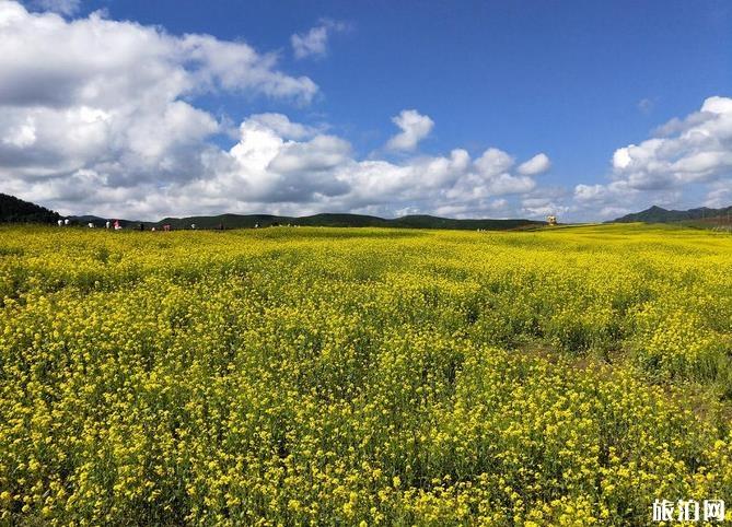 甘南桑科草原旅游攻略