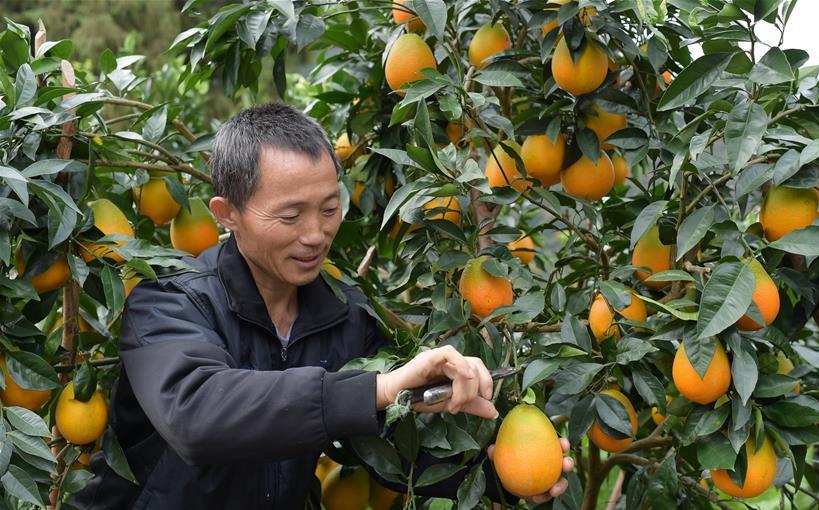 劳动人民最光荣 小雪时节农事勤 