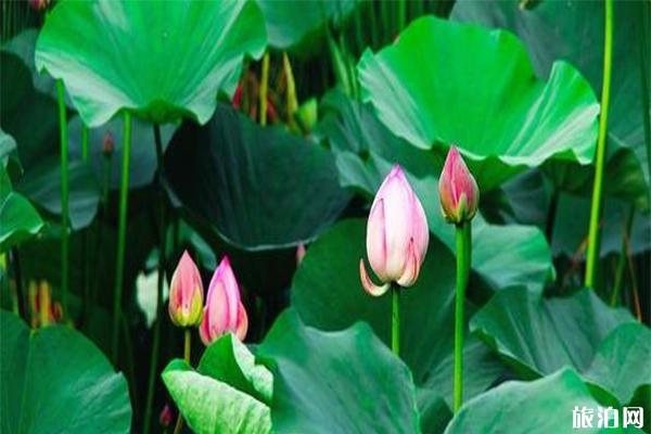 沈阳有哪些安静的小众景点